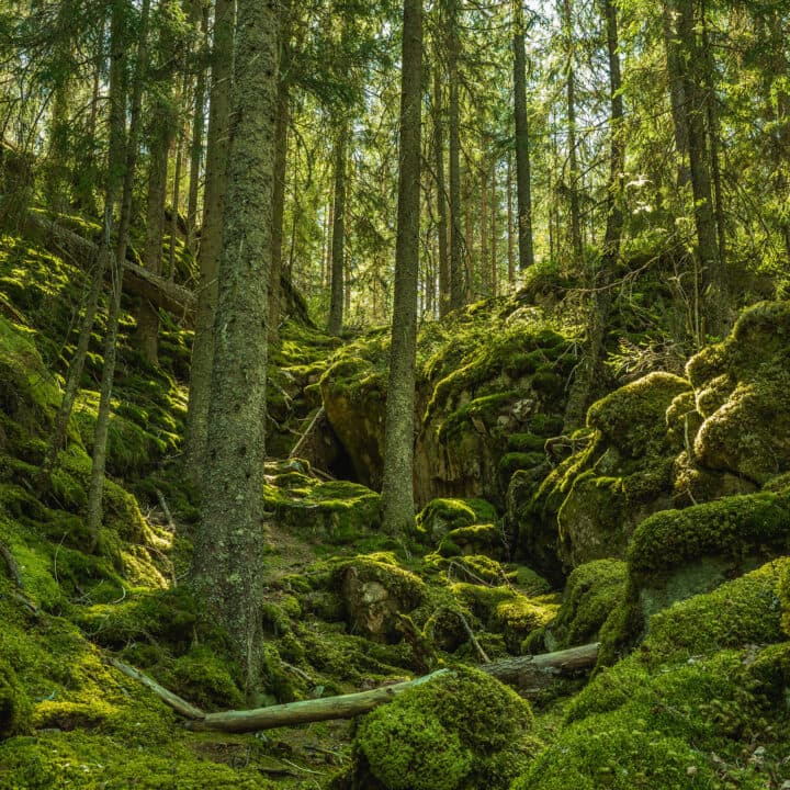 Wild grown forest up a moss covered mountainside in Sweden