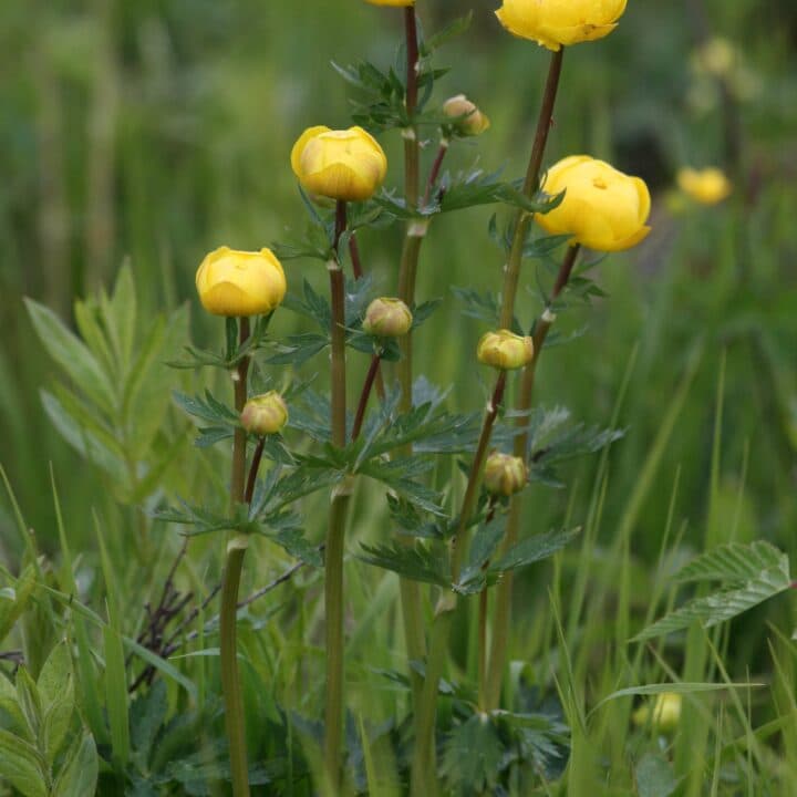 Blommande smörbollar