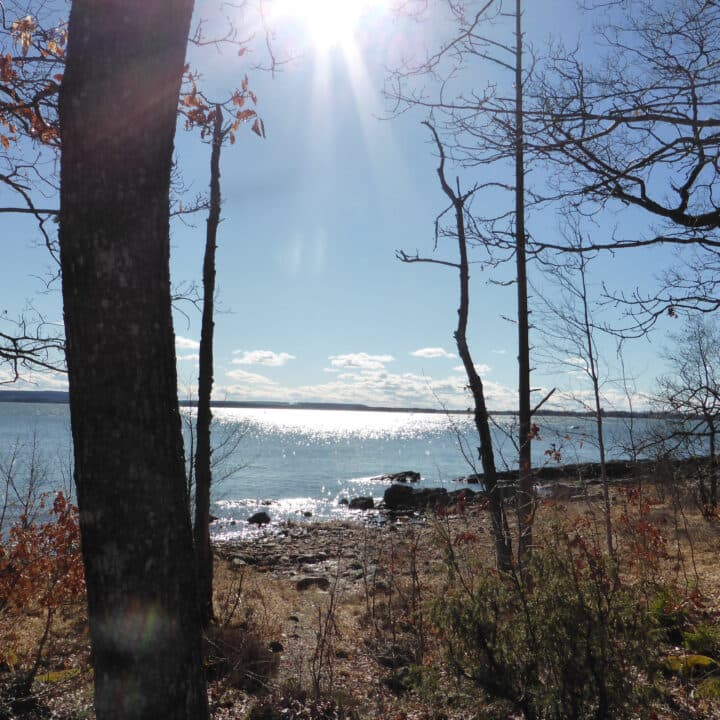 Bild från Dalbobergens Naturreservat i Vänersborg med skog, strand och vy över vattnet.
