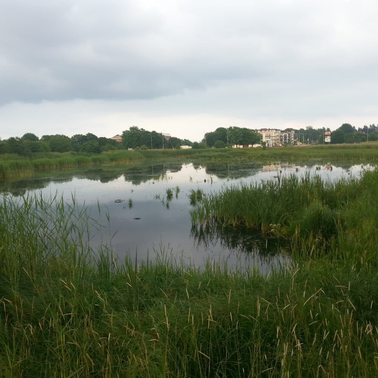 Våtmark i naturreservatet Nygårdsängen i midsommartid