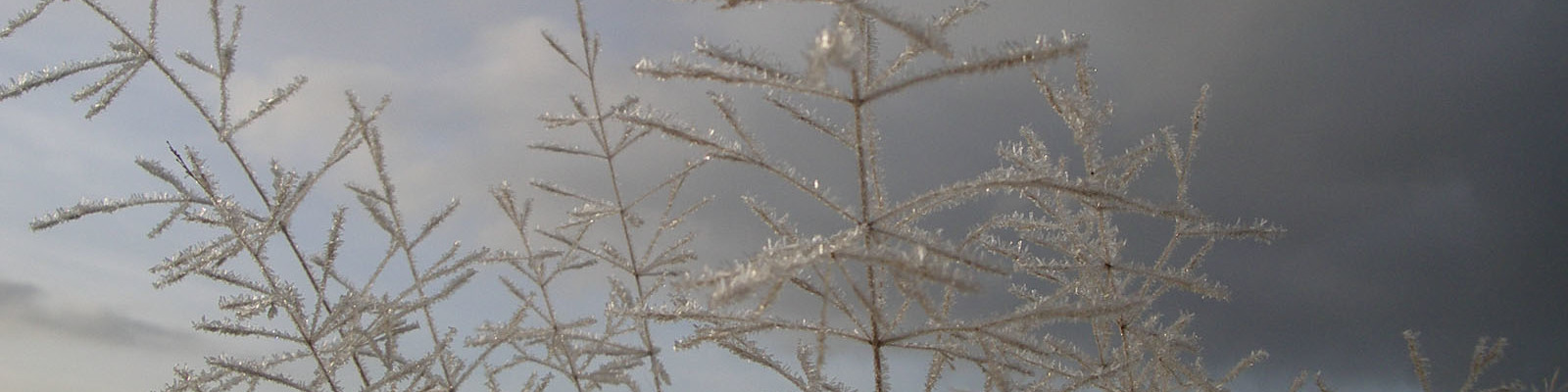 Rimfrost på grässtrån Naturskyddsföreningen Vänersborg