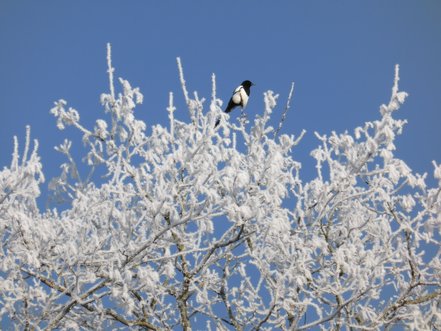 Natur_fåglar_skata_rimfrost_träd