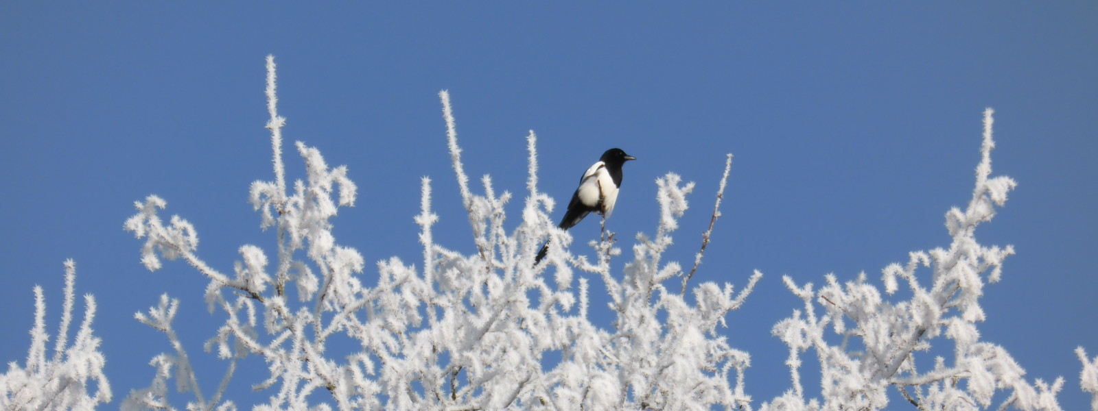 Natur_fåglar_skata_rimfrost_träd