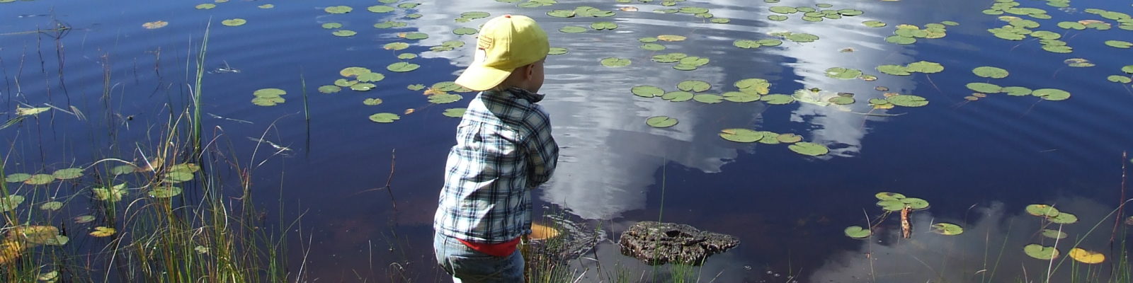 Bilden visar en liten pojke som håvar efter smådjur i vattnet