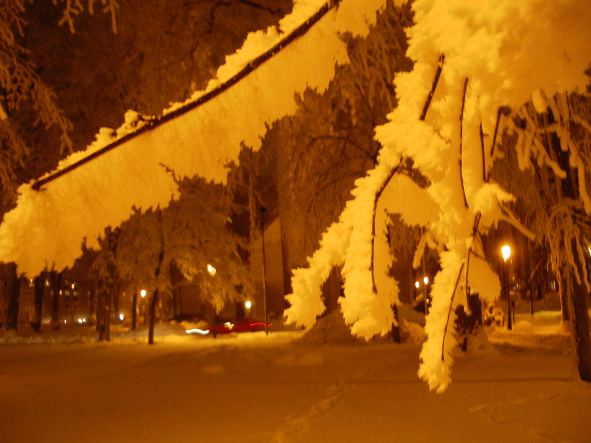 Rimfrost, snö, plantaget