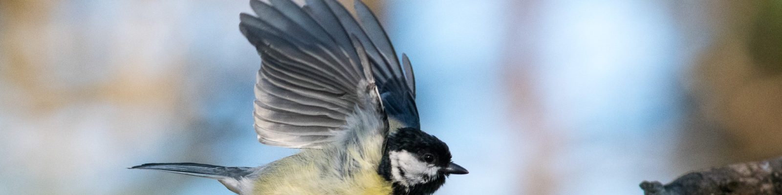 Flygande talgoxe med vingar uppspärrade