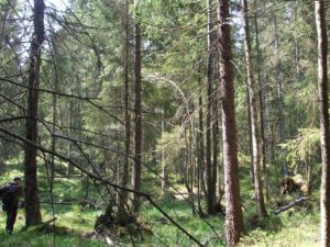 Kroppefjäll vandringsgruppen granar skog