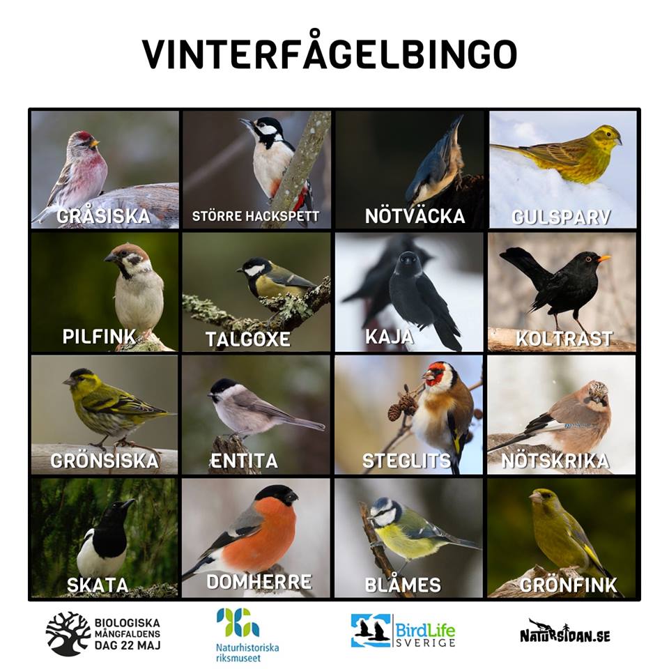 Vinterfågelbingo Natursidan