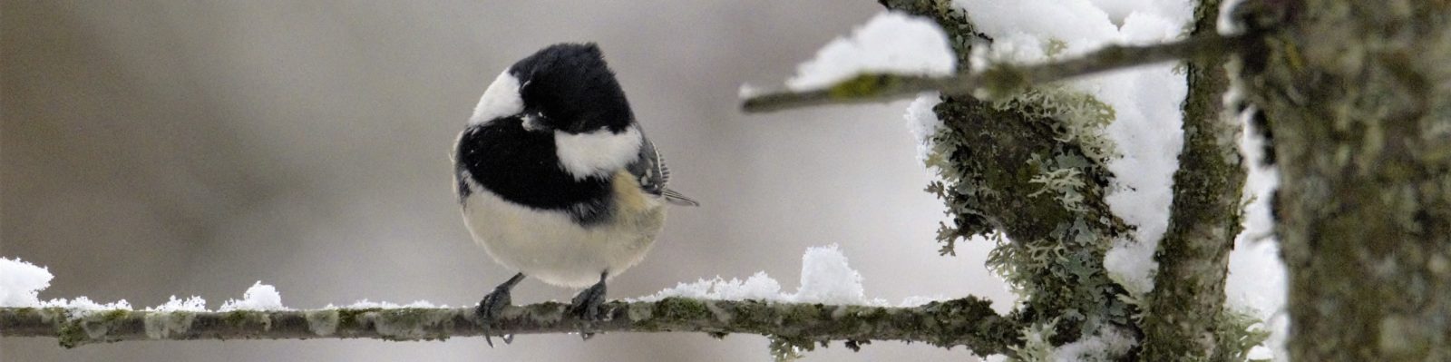 Talgoxe på en lavbevuxen gren med lite snö.