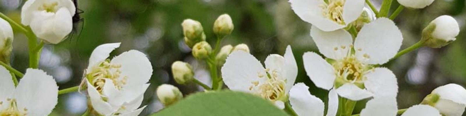 Häggblommor i Naturreservat_Nygårdsängen