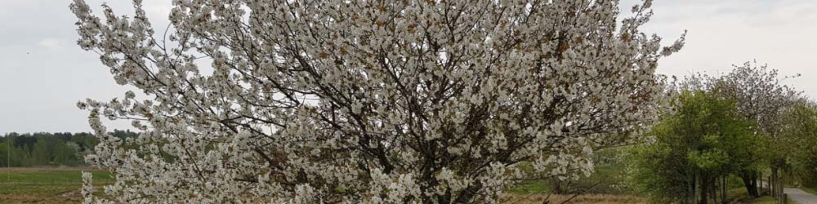 Blommande körsbärsträd på Naturreservat_Nygårdsängen