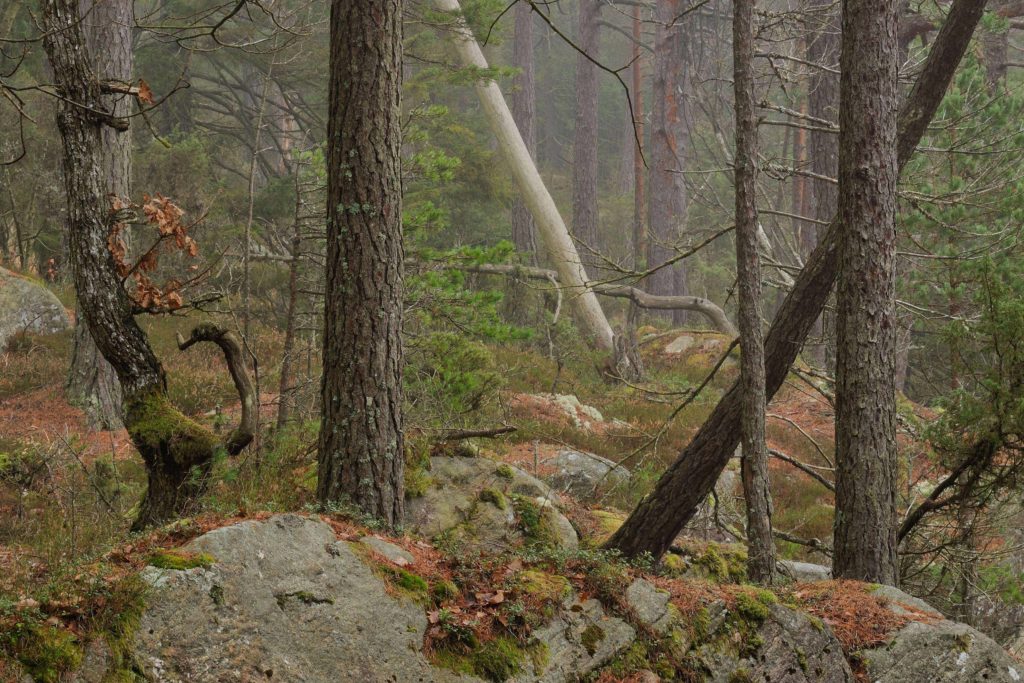 Risveden_föredrag_skogen_MatsAndersson_2020-03-10_1