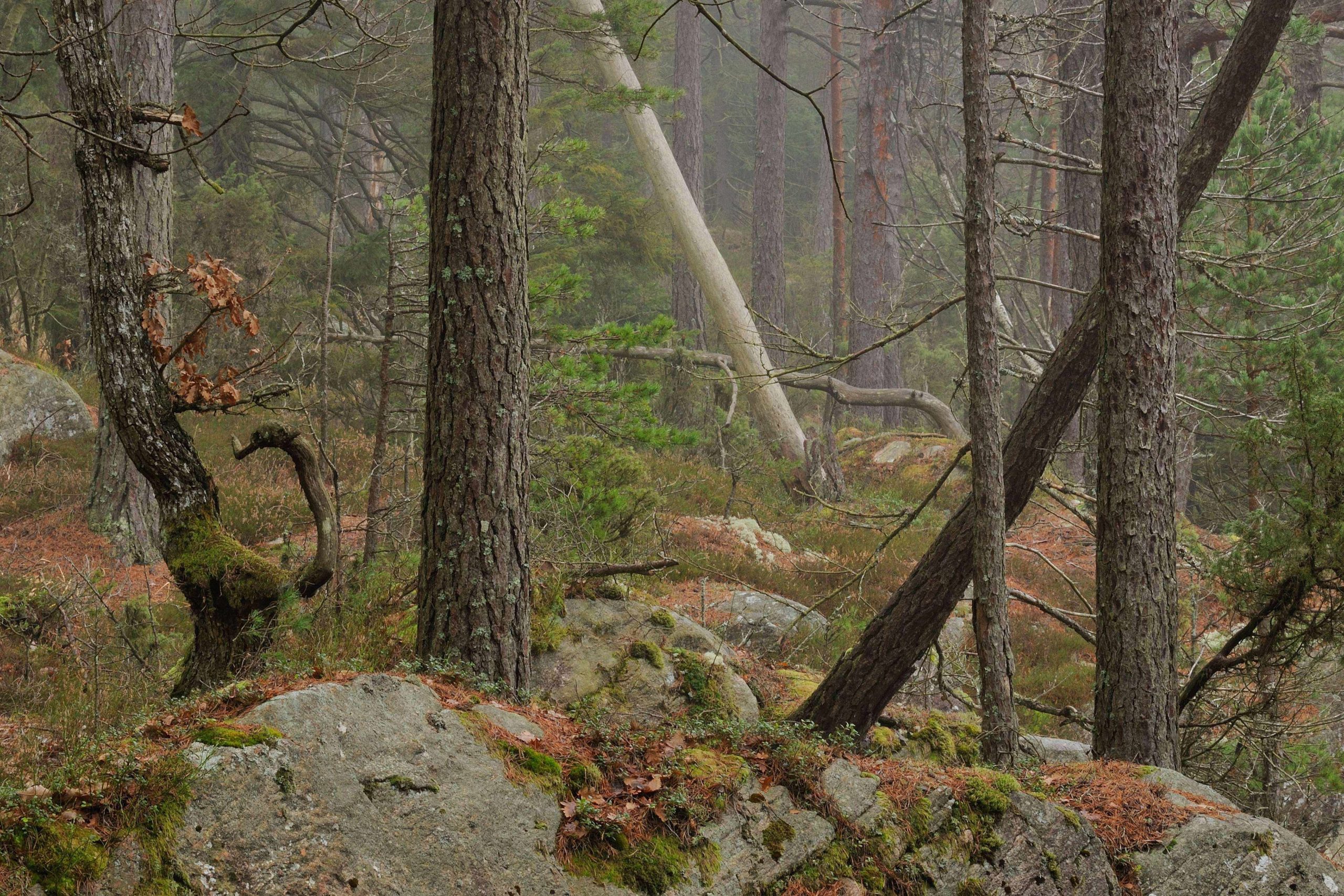 Risveden_föredrag_skogen_MatsAndersson_2020-03-10_1