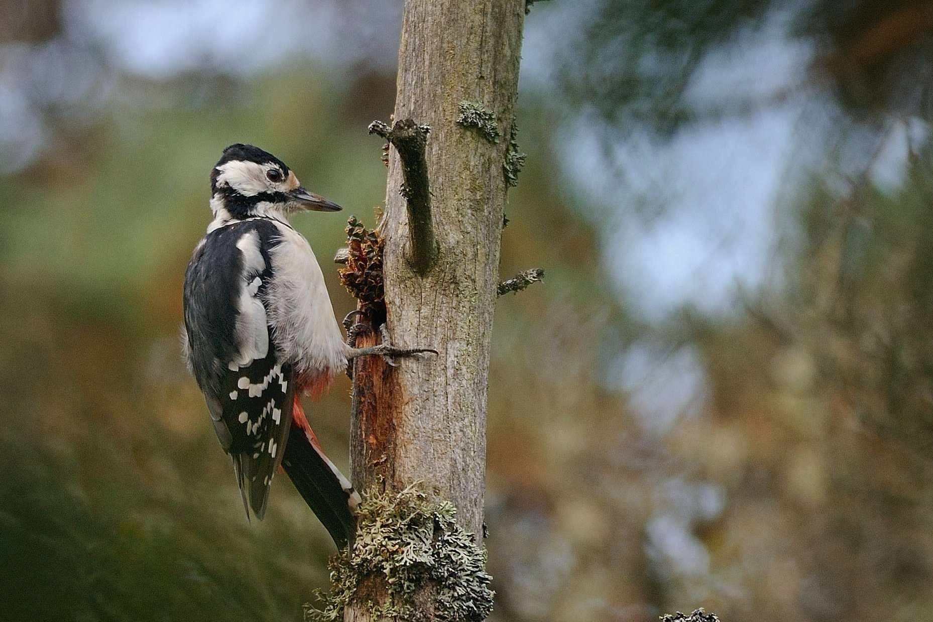 Större Hackspett_föredrag_skogen_MatsAndersson_2020-03-10_2