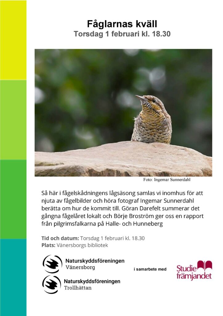 Affisch Fåglarnas kväll 1 februari 2024 Vänersborgs bibliotek