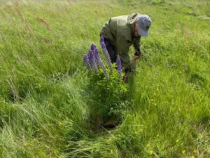 Lupiner grävs upp med rötterna