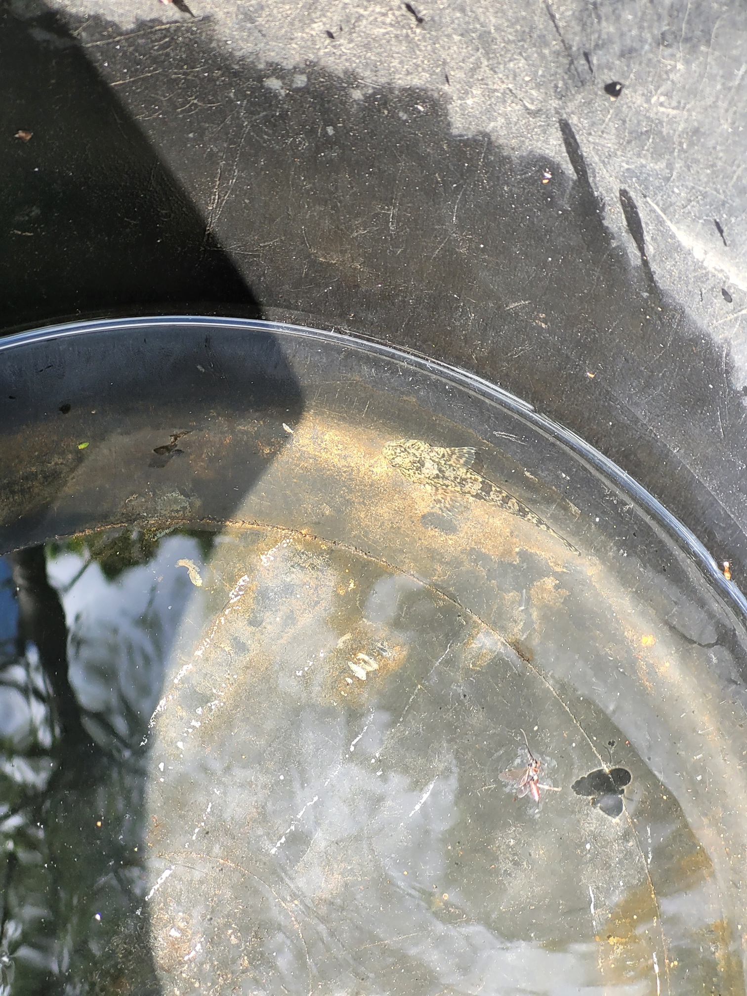 20250624_3_Lillån_elfiske Naturskyddsföreningen Vänersborg