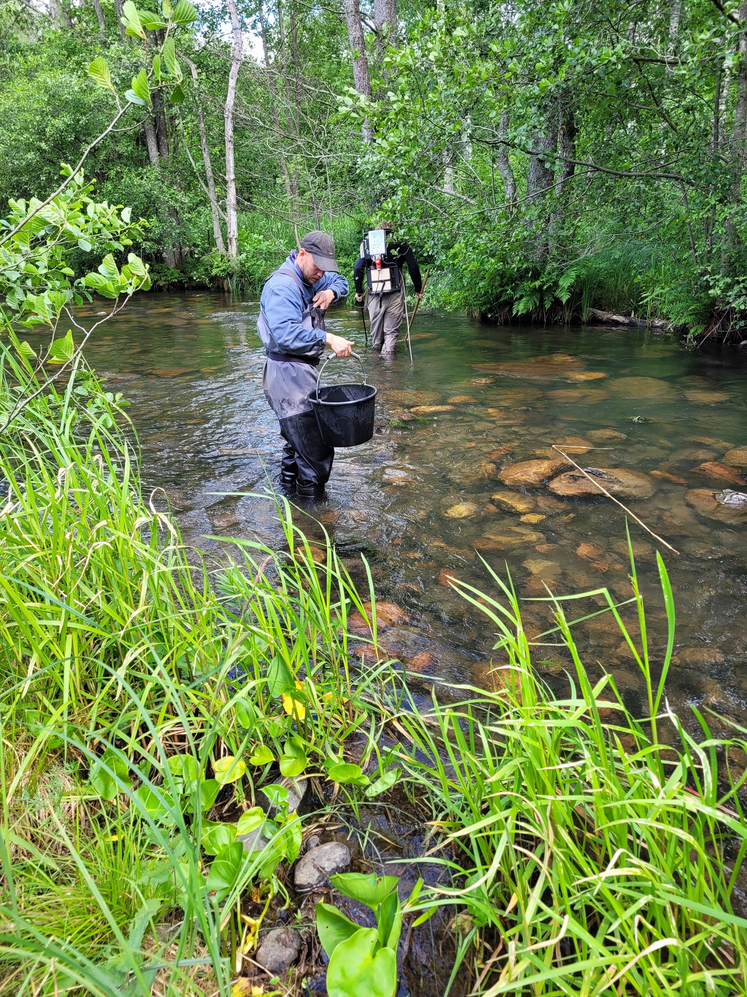 20250624_4_Lillån_elfiske Naturskyddsföreningen Vänersborg