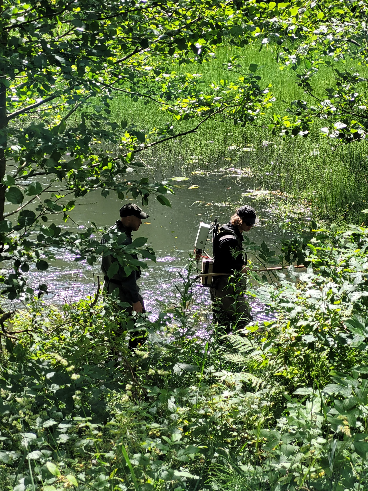 20250624_9_Lillån_elfiske Naturskyddsföreningen Vänersborg
