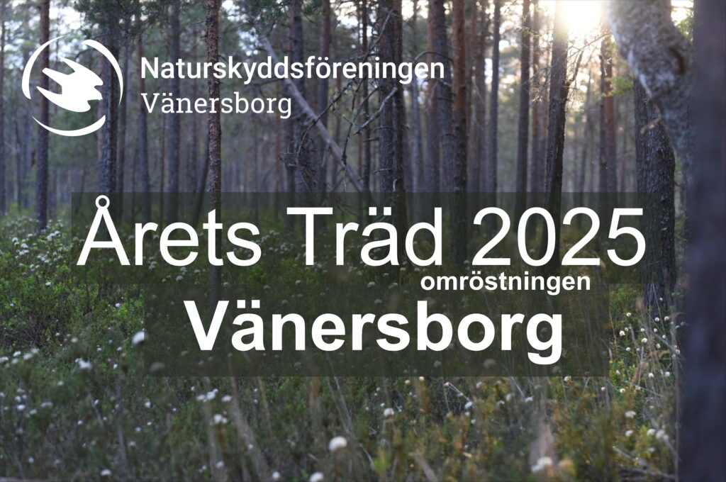 Omröstning om årets träd 2025 en bild med skog och ängsull.