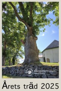 Bild på Årets träd 2025 Almen med Vänersnäs kyrka i bakgrunden